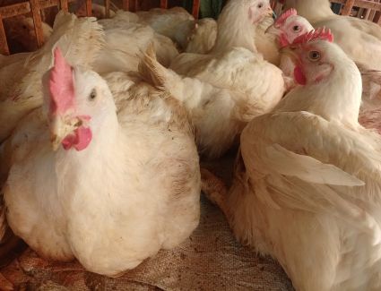 أسعار الدواجن اليوم الأربعاء 8 مارس