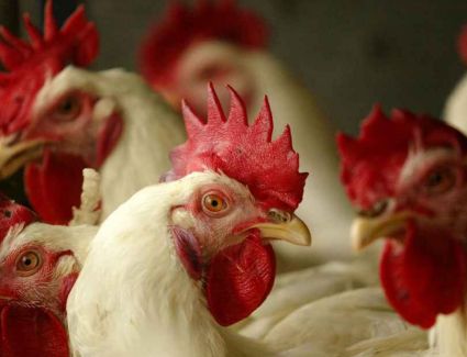 تعرف علي أسعار الدواجن اليوم 9 مارس 2023