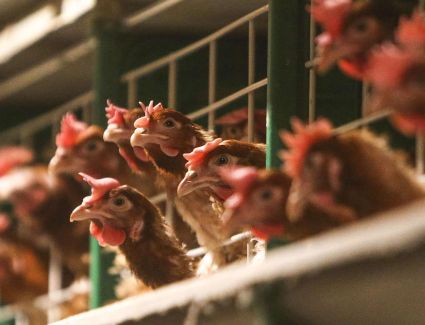 تعرف علي أسعار الدواجن اليوم الأثنين 13 مارس 2023