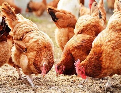 تعرف علي أسعار الدواجن اليوم الثلاثاء 14 مارس 2023