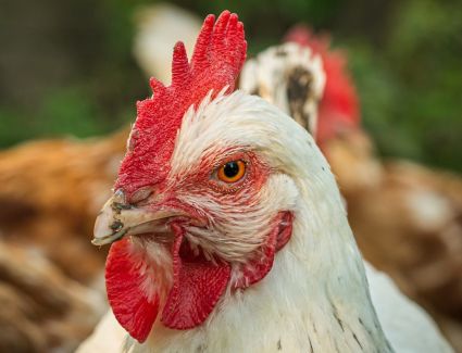 تعرف على أسعار الدواجن اليوم الأحد 19 مارس 2023