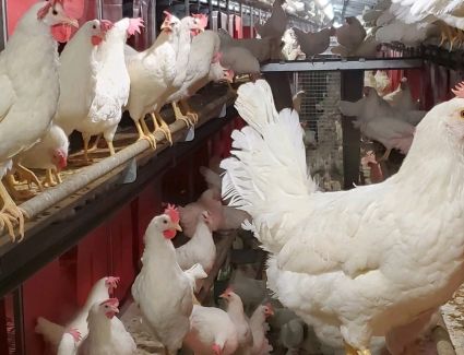 تعرف علي أسعار الدواجن اليوم 20 مارس 2023