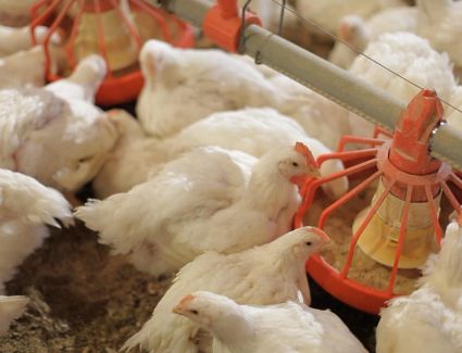 أسعار الدواجن اليوم الأربعاء 22 مارس