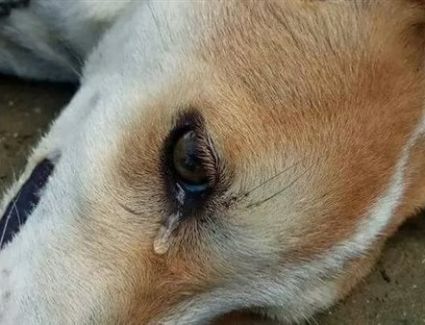 ضبط المتهم بتقطيع جسد كلب بساطور في المقطم 