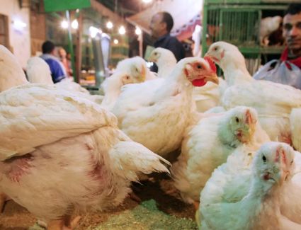 أسعار الدواجن اليوم السبت 25 مارس 2023 